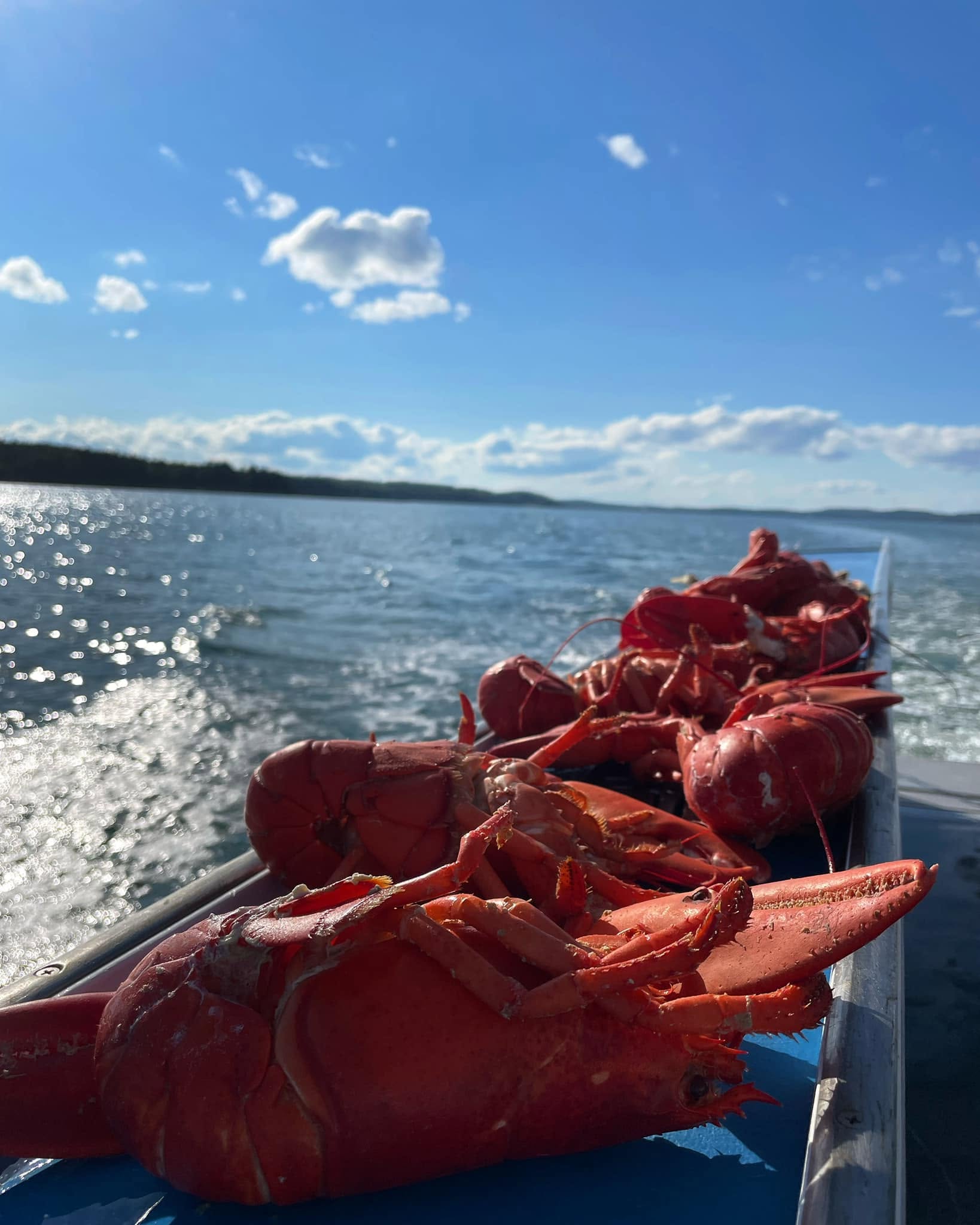 Freshly caught red Maine lobsters lined along the side of a fishing boat on the water under a bright blue sky.